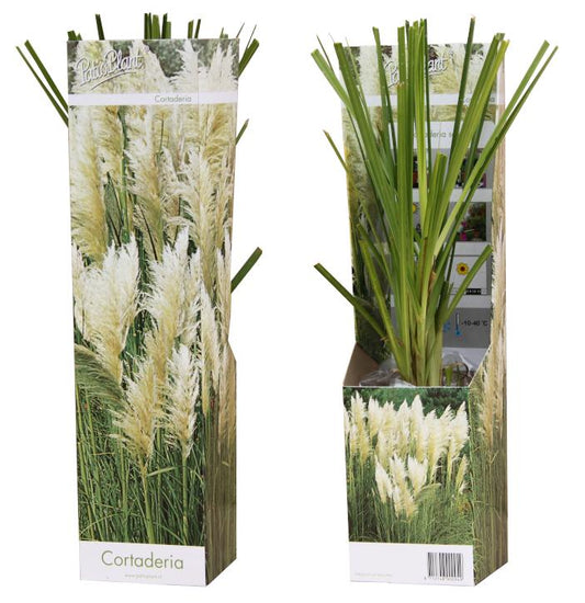 Cortaderia selloana 35cm 9cm Pot