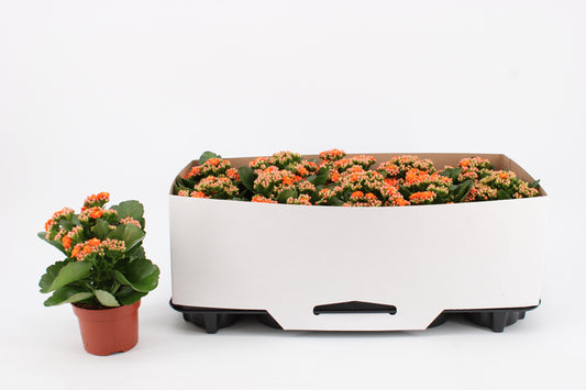 Kalanchoe Perfecta Orange 23cm 10.5cm Pot