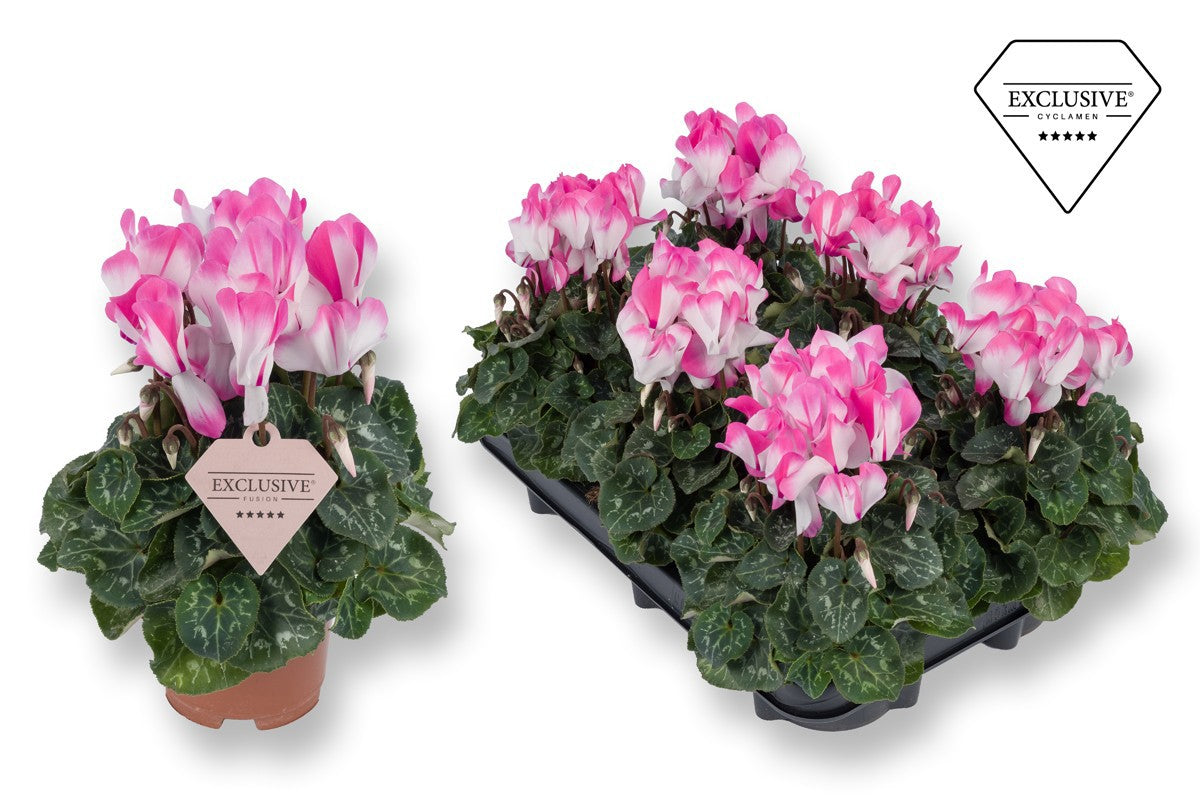 Cyclamen Fusion 25cm 510cm Pot