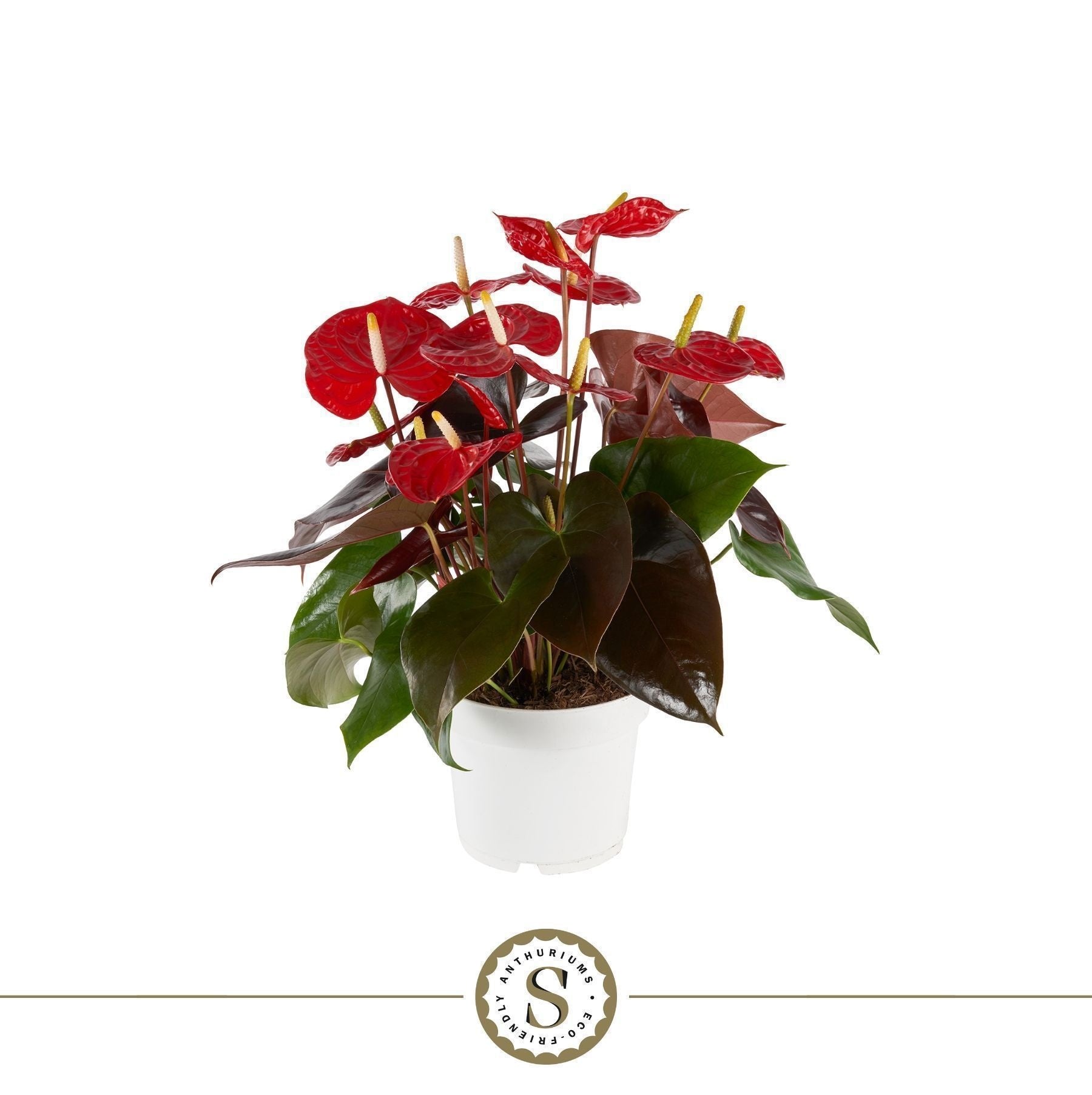 Anthurium Coral Champion 60cm 17cm Pot