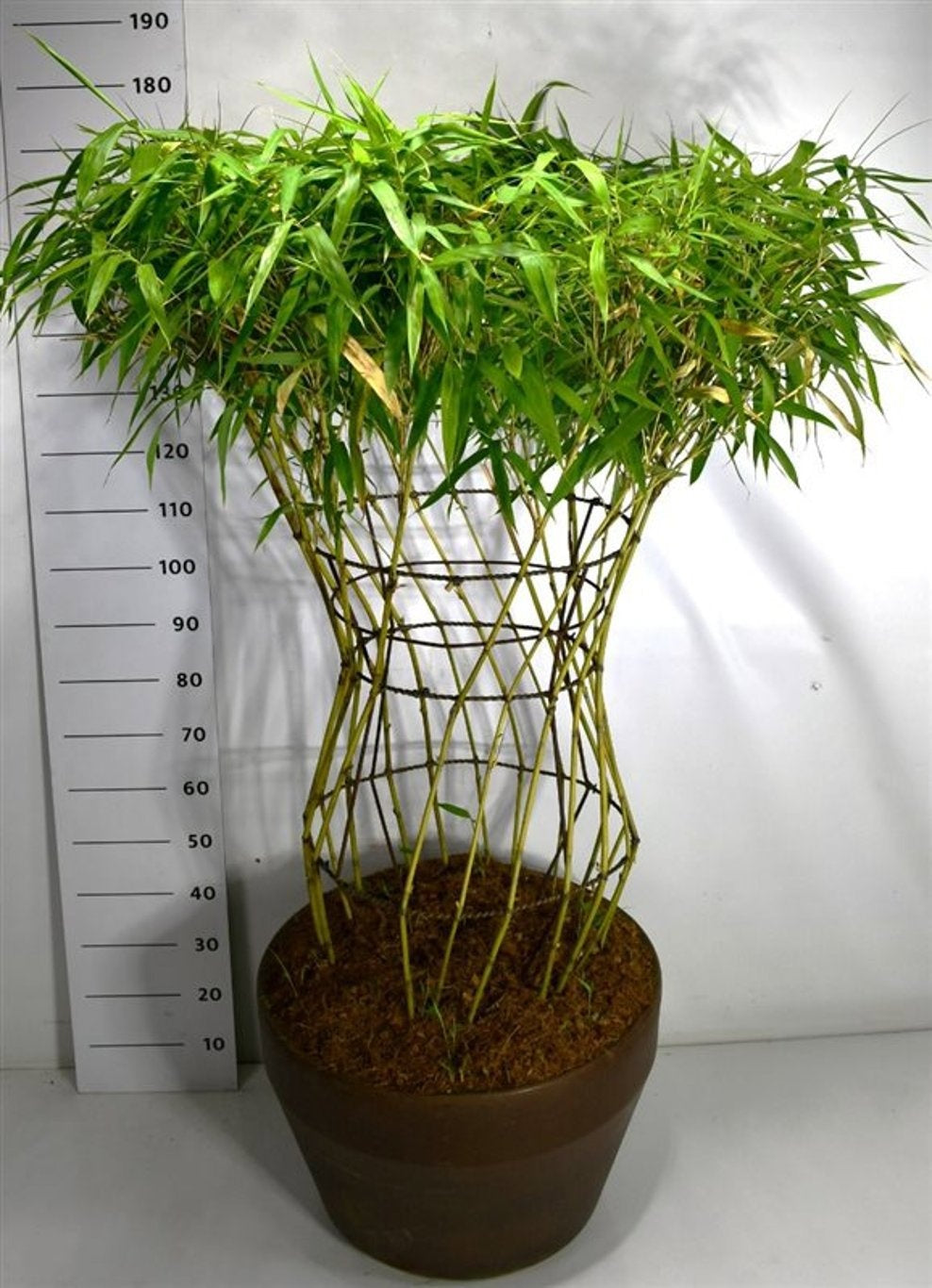 Bloemenkampen BV, Hkw. de Bambusa multiplex Pack of 1