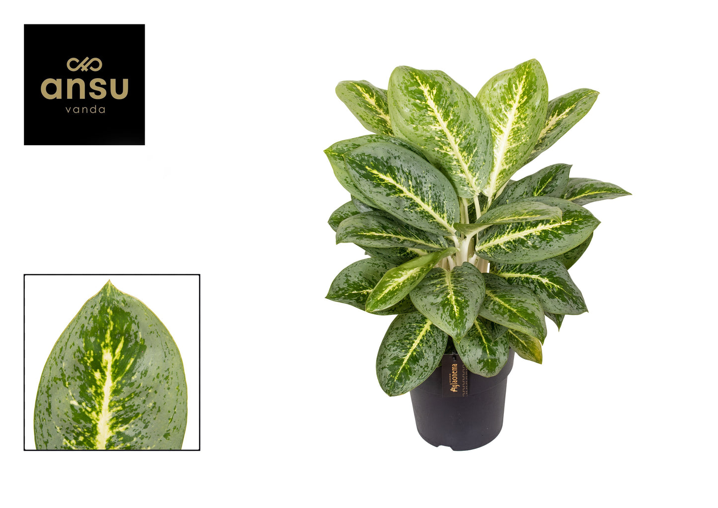 Aglaonema Lemon Mint 50cm 19cm Pot
