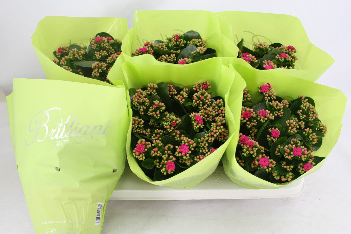 Kalanchoe Calandiva Boccara 24cm 15cm Pot