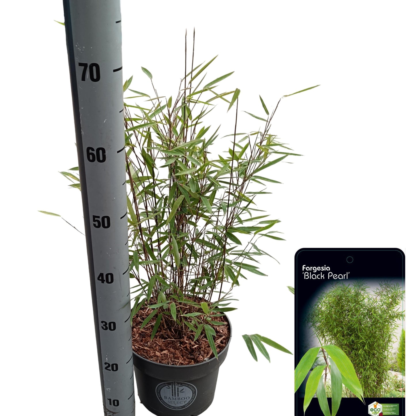 Fargesia 110cm 23cm Pot