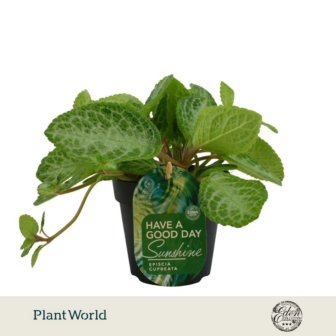 Episcia cup. Minty Imp 20cm 12cm Pot