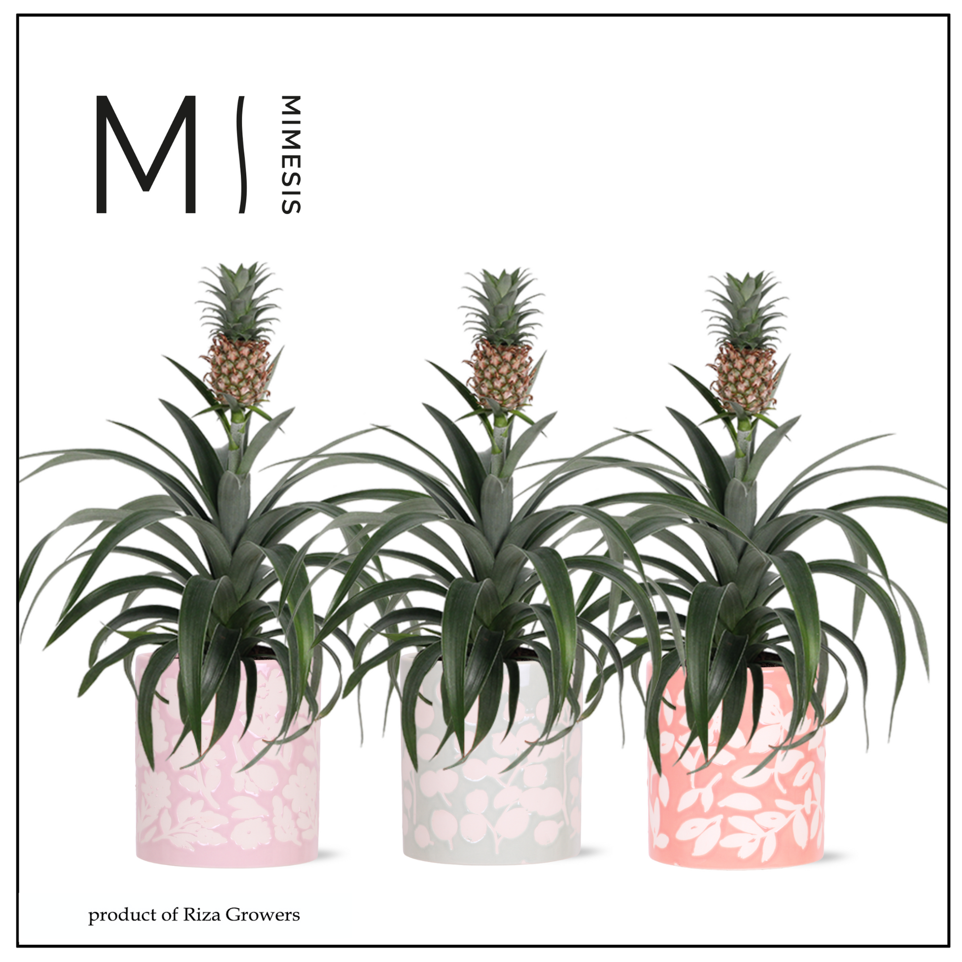 Ananas Mi Amigo (+ drp.ceramic) 35cm 12cm Pot