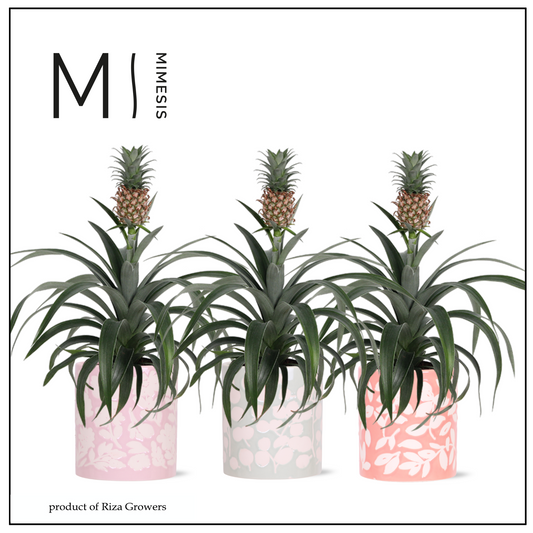 Ananas Mi Amigo (+ drp.ceramic) 35cm 12cm Pot