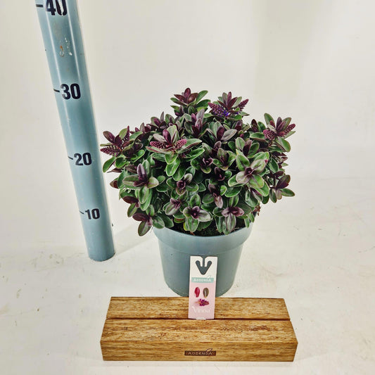 Hebe Vinoa Purple 25cm 17cm Pot