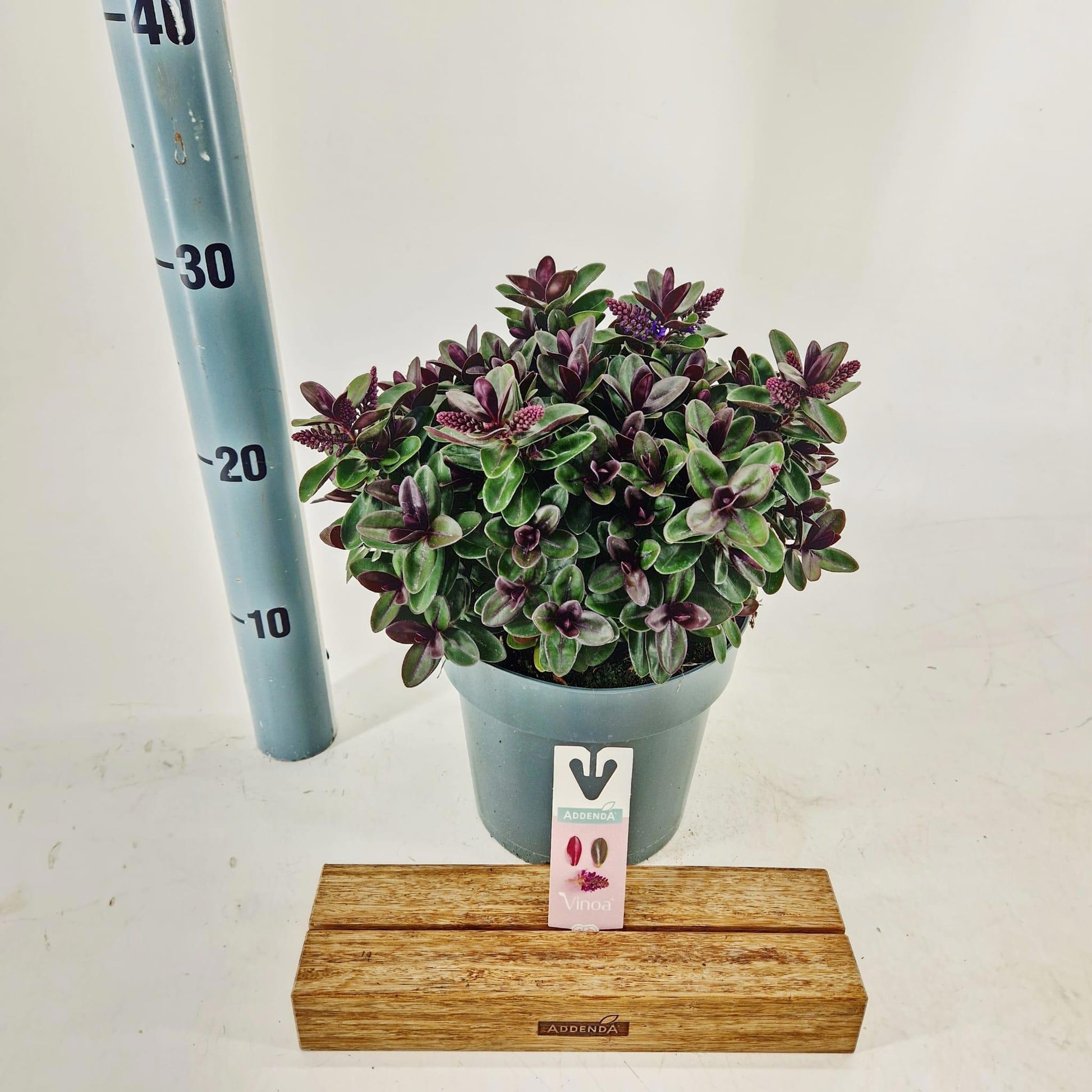Hebe Vinoa Purple 25cm 17cm Pot