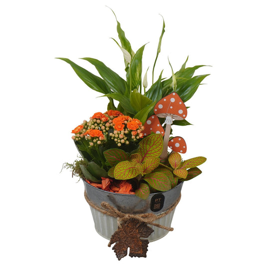 Indoor arrangement 29cm 15cm Pot