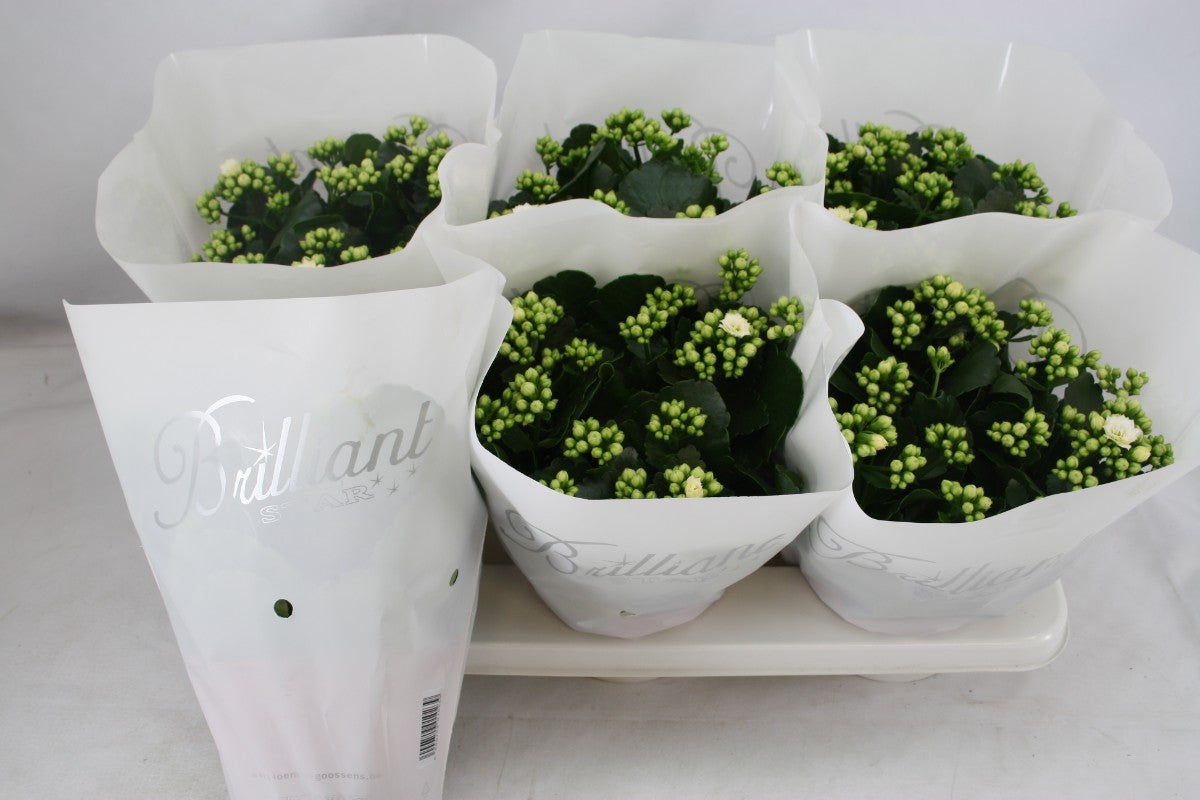 Kalanchoe double Whites White 24cm 15cm Pot