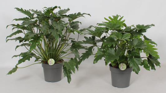Philodendron scandens 60cm 21cm Pot