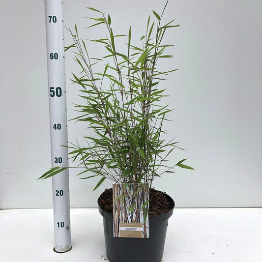 Fargesia nitida 110cm 23cm Pot