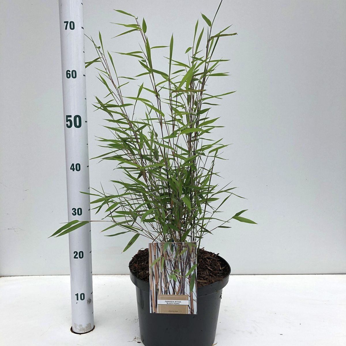 Fargesia nitida 110cm 23cm Pot
