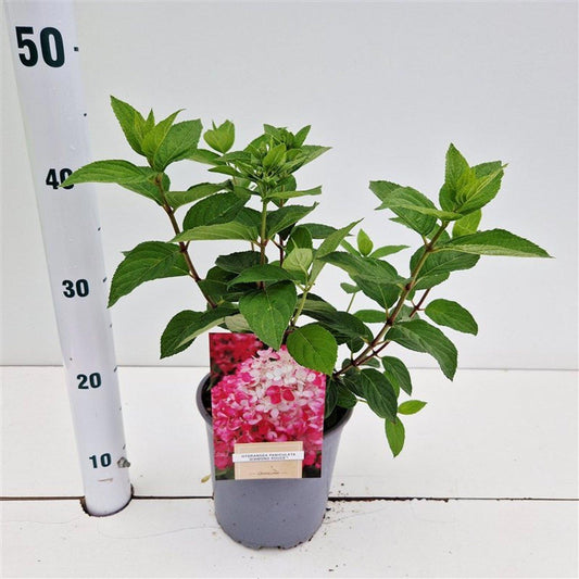 Hydrangea pan. Diamond Rouge 30cm 17cm Pot
