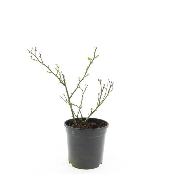 Rosa Rote The Fairy 25cm 14cm Pot