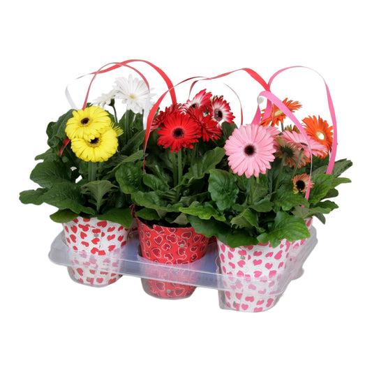 Gerbera mix 20cm 12cm Pot