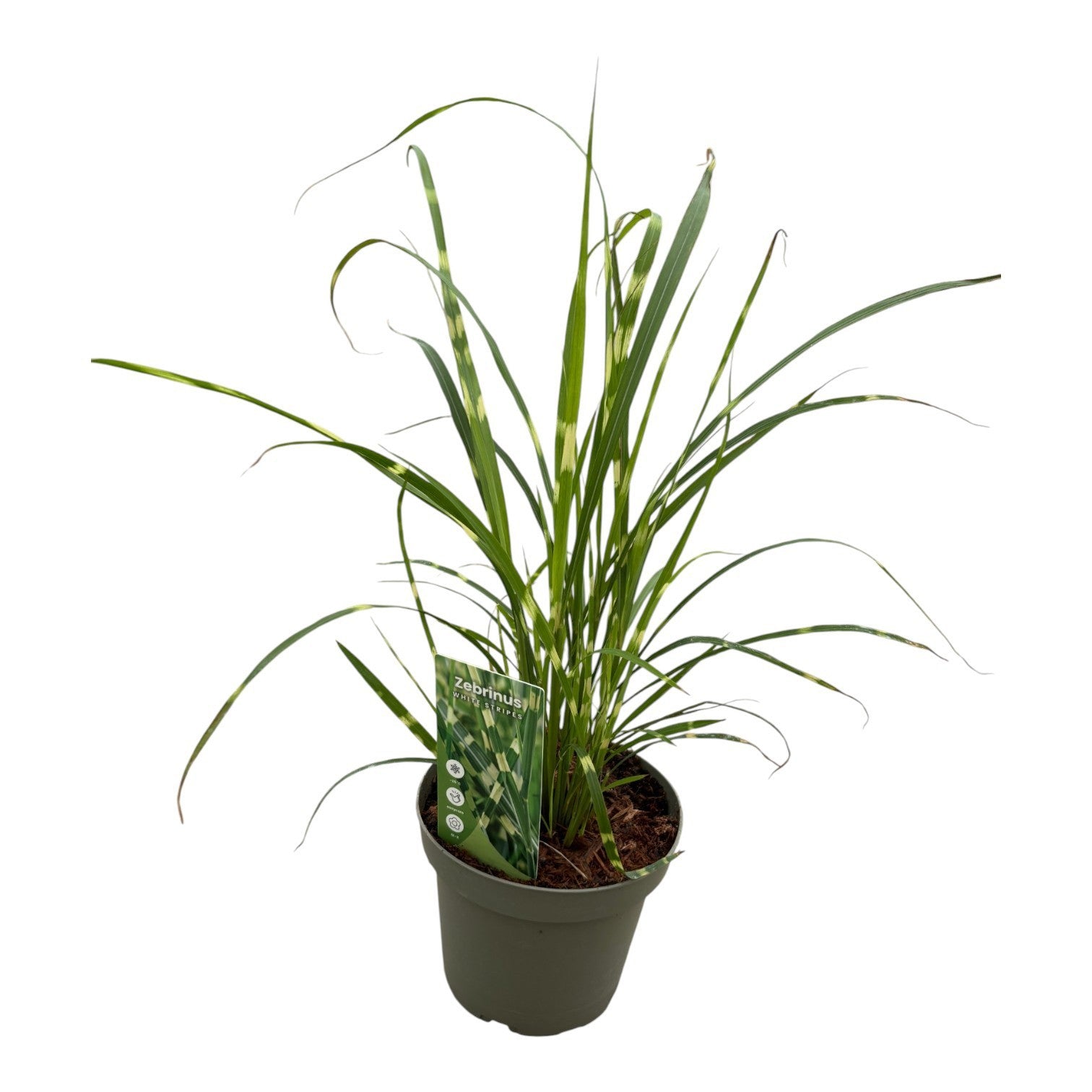 Miscanthus Zebrinus 30cm 14cm Pot