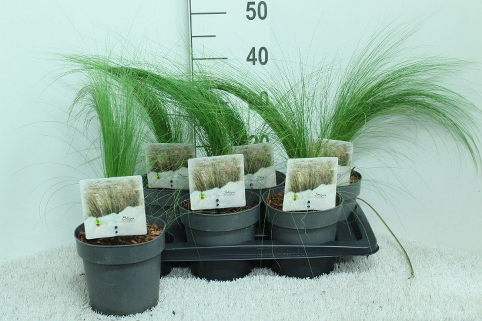 van Tol & Van der Linde Stipa Ponytails Pack of 6