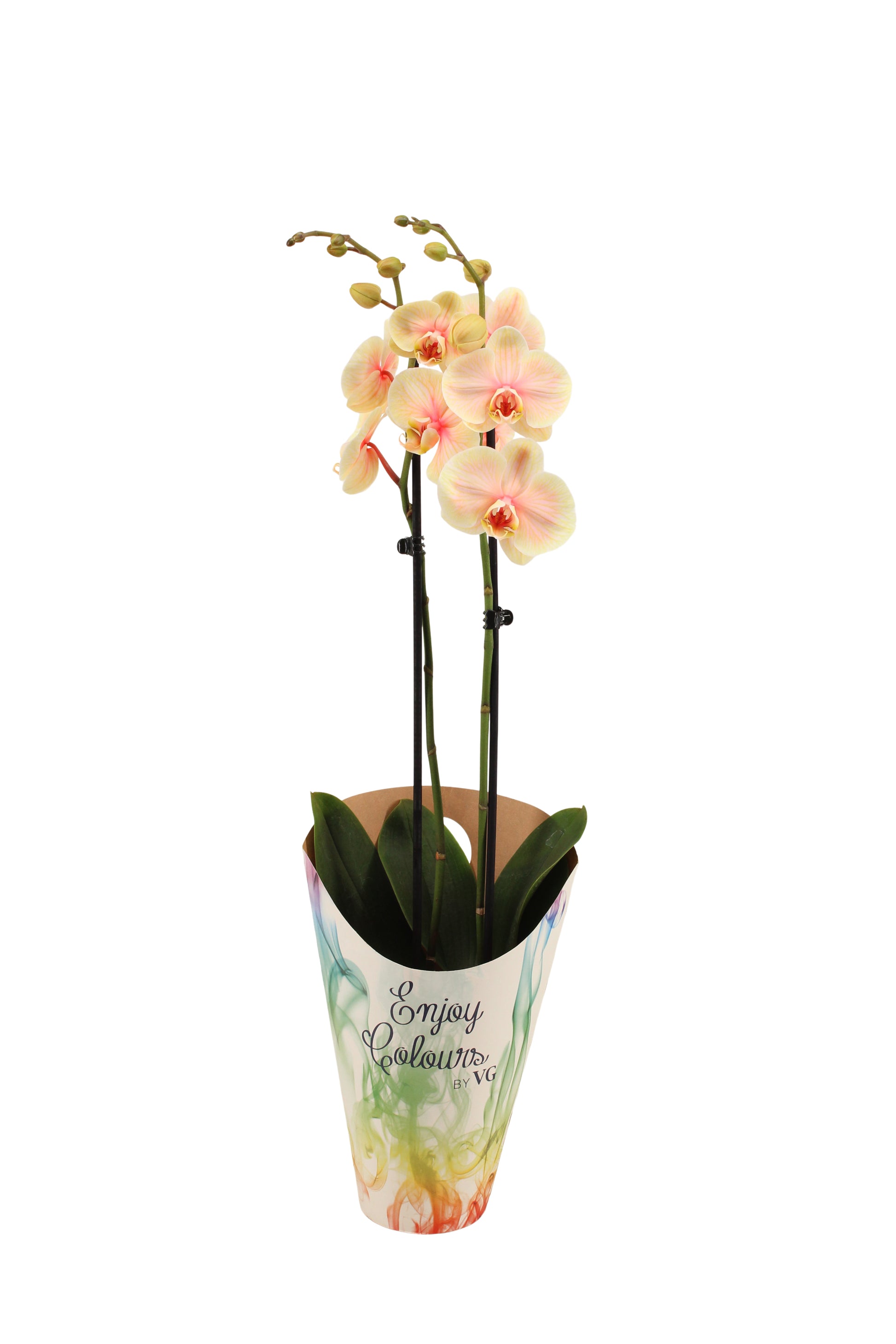 Phalaenopsis Hybrid 55cm 12cm Pot