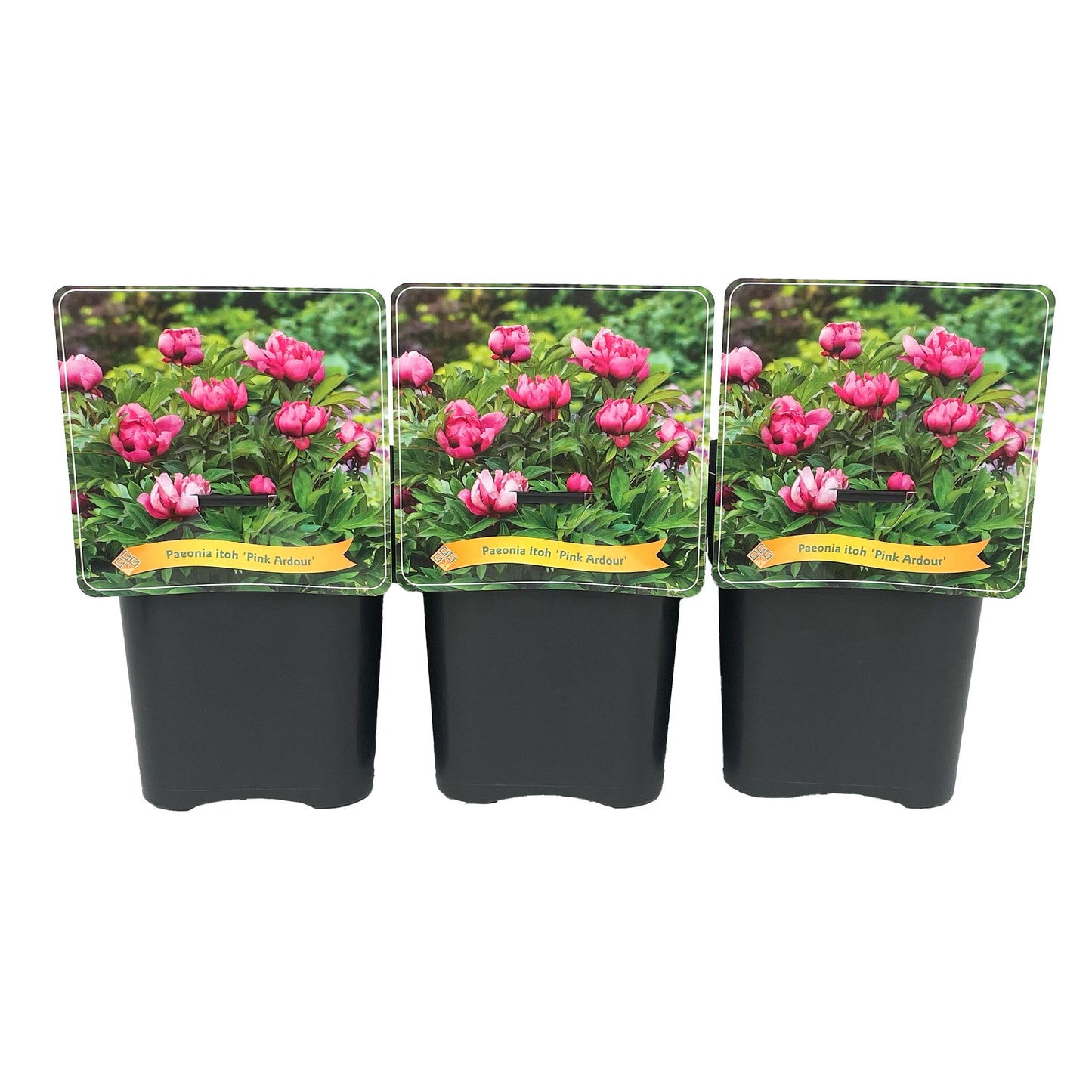 Gebr. Griffioen Paeonia Itoh Pink Ardour Pack of 1