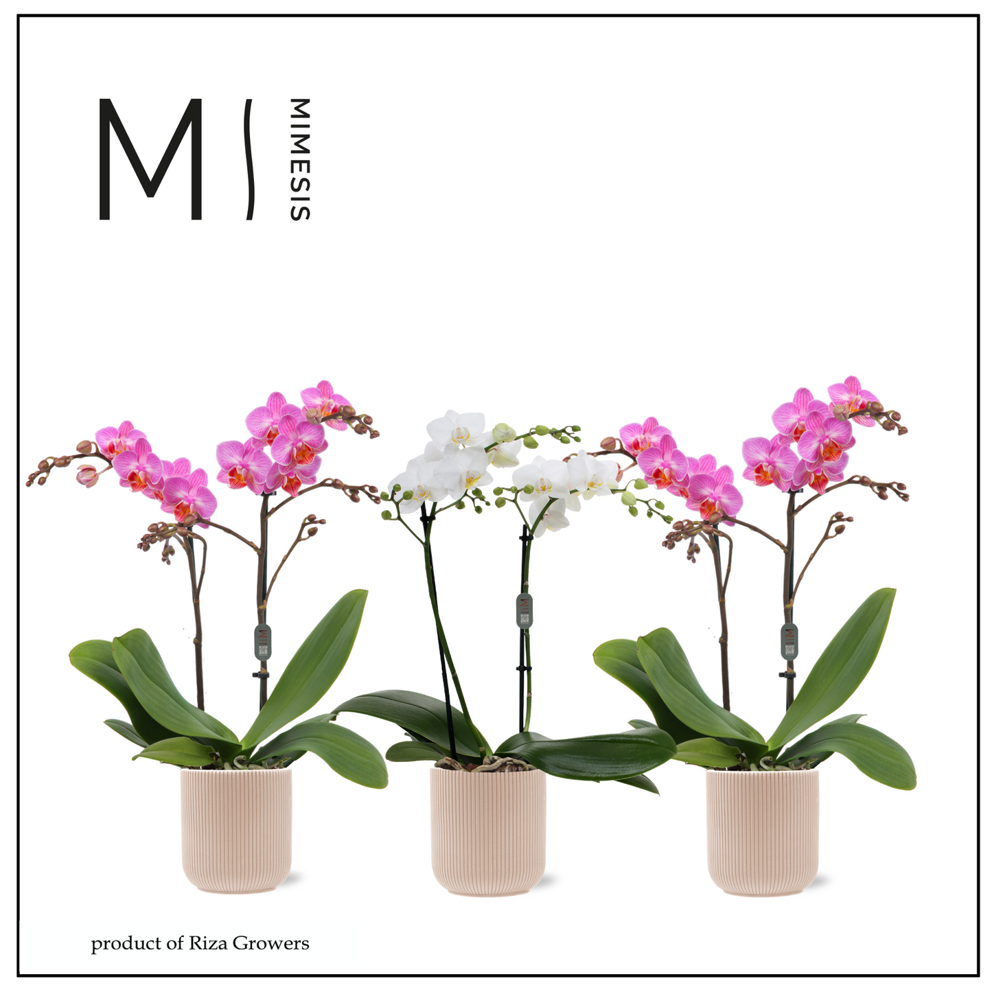 Phalaenopsis mix 50cm 12cm Pot