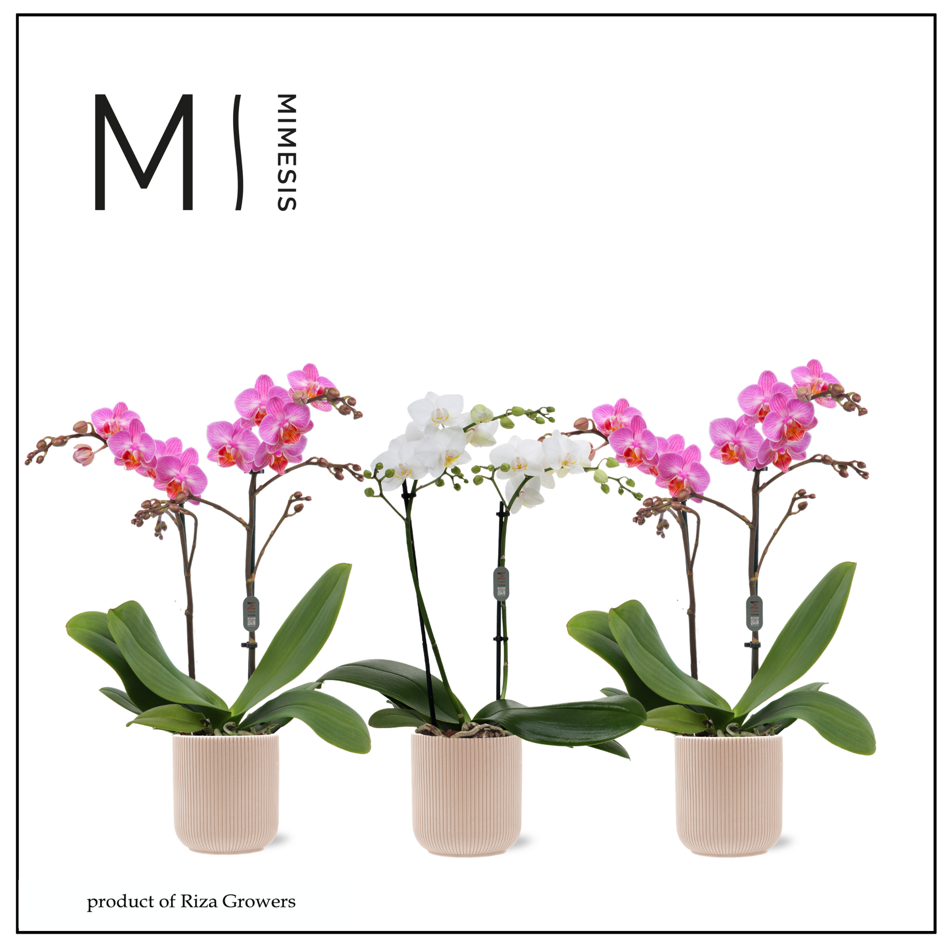Phalaenopsis mix 50cm 12cm Pot