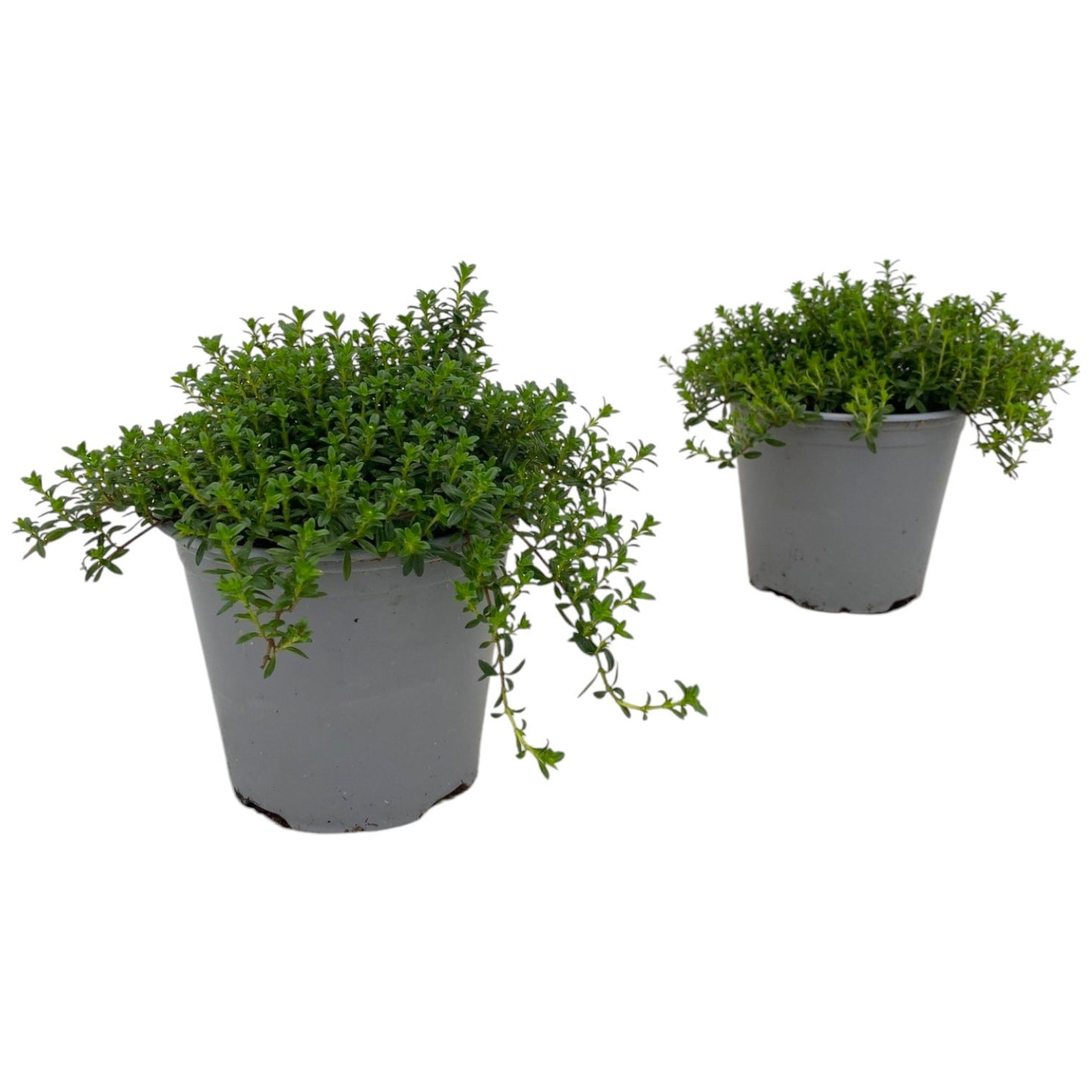 Satureja montana 20cm 14cm Pot