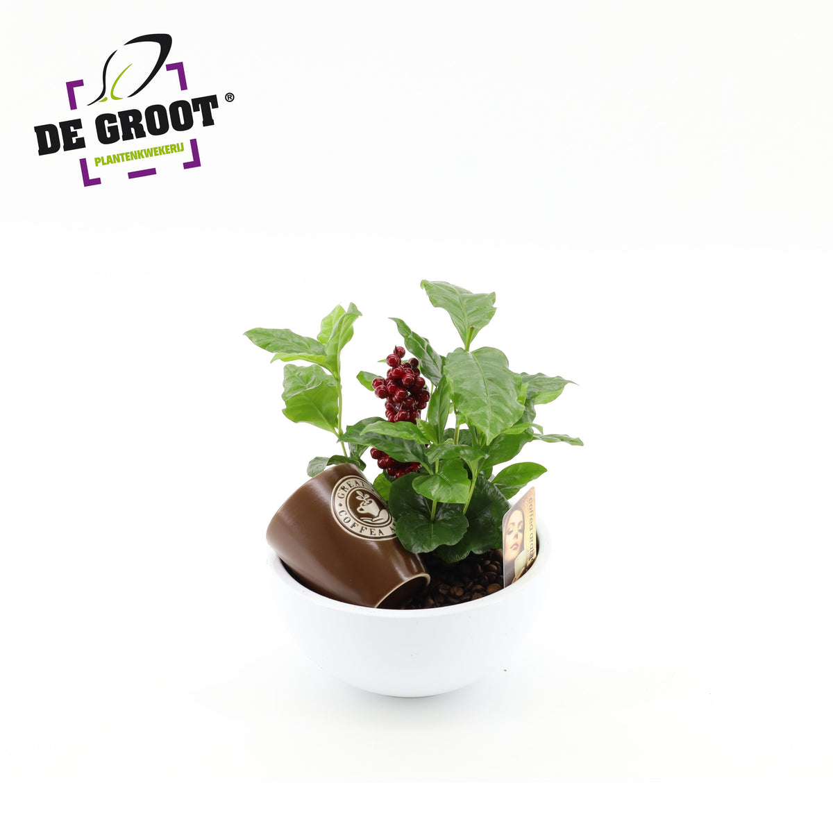 arr. Coffea schaal 25cm 19cm Pot