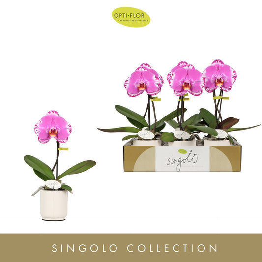 Phalaenopsis Hybrid 40cm 9cm Pot