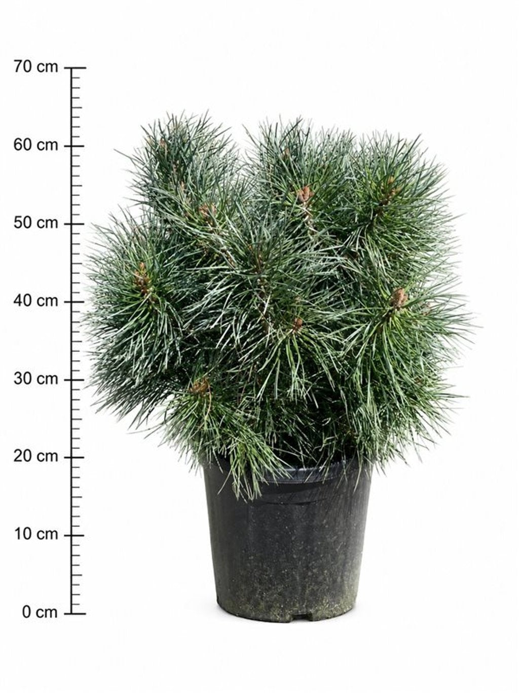 Pinus hybrid 65cm 32cm Pot