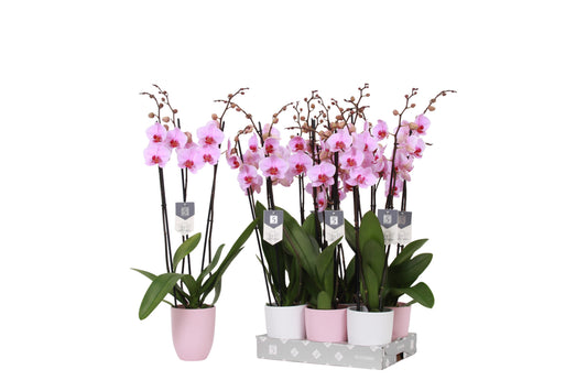 Phalaenopsis Washington 70cm 12cm Pot