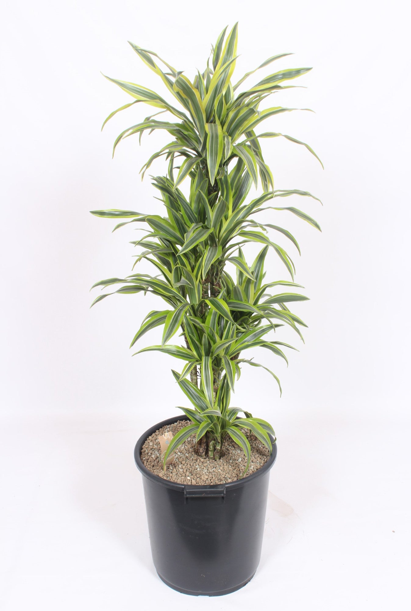 Dracaena fragrans Lemon Lime 140cm 40cm Pot