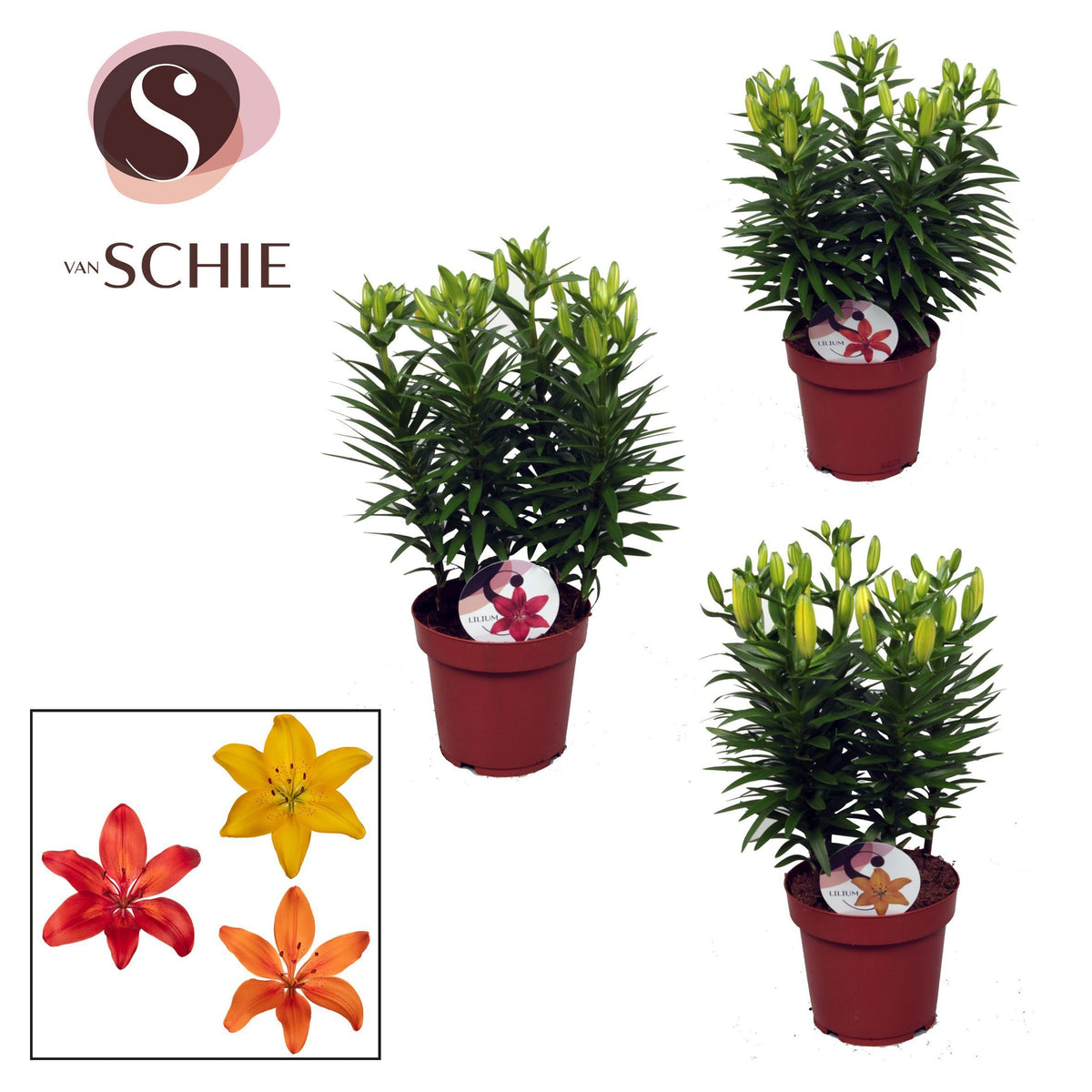 Lilium Asiatic mix 40cm 19cm Pot
