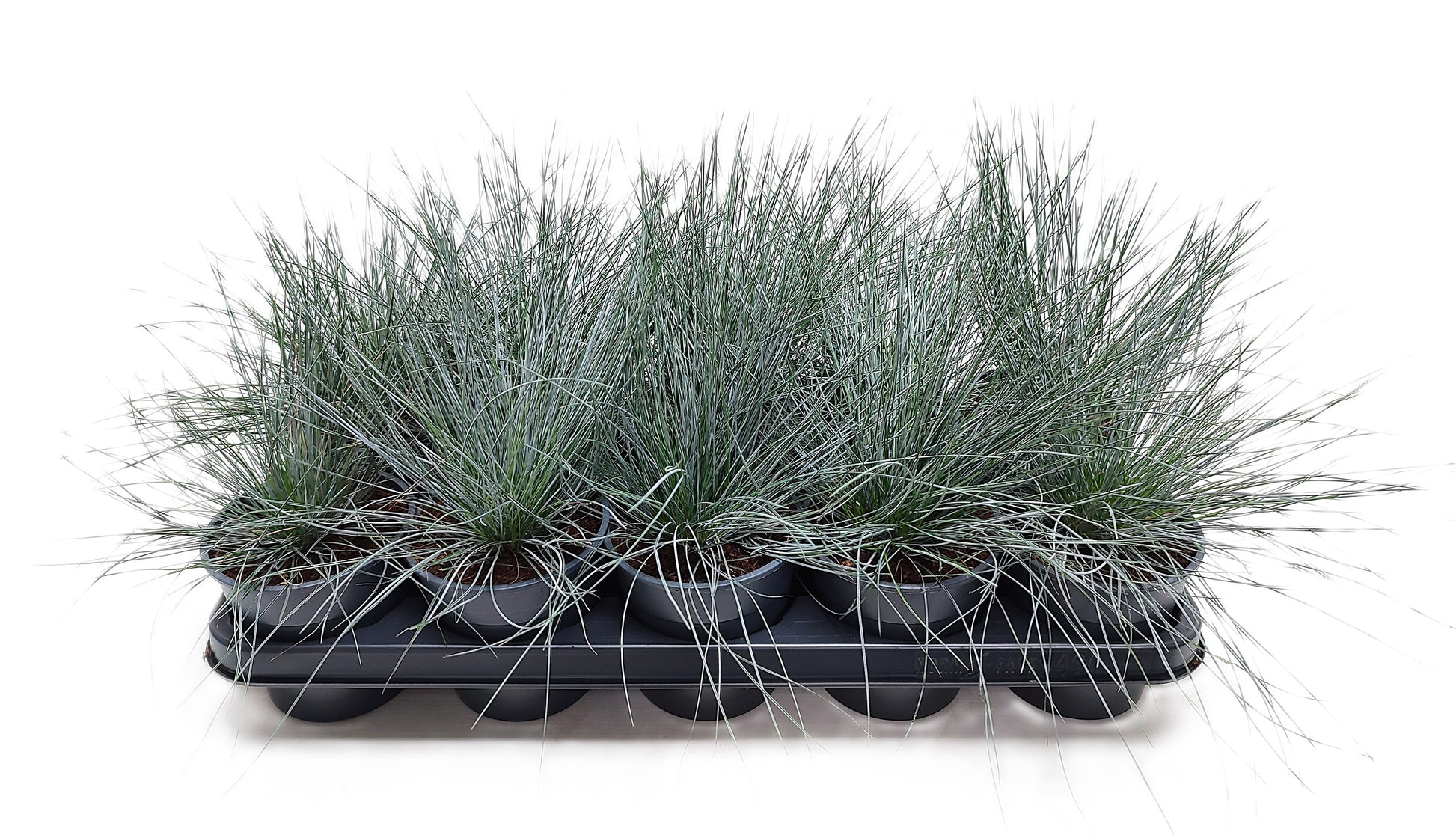 Festuca valesiaca Glaucantha 25cm 12cm Pot