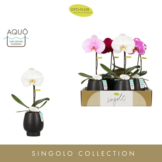 Phalaenopsis Singolo mix (+ drp.round) 40cm 9cm Pot