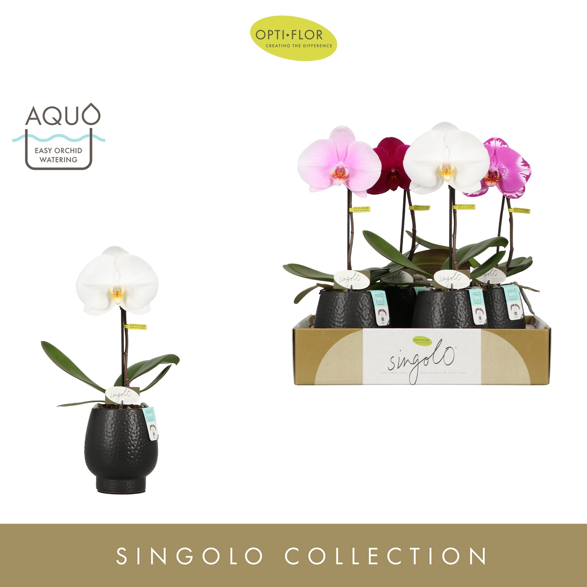 Opti-Flor Phalaenopsis Singolo mix (+ drp.round) Pack of 4