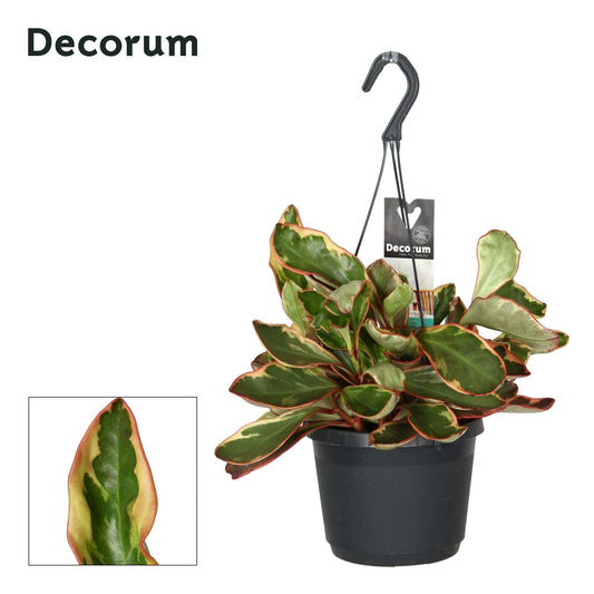 Peperomia clus. Jellie 40cm 17cm Pot