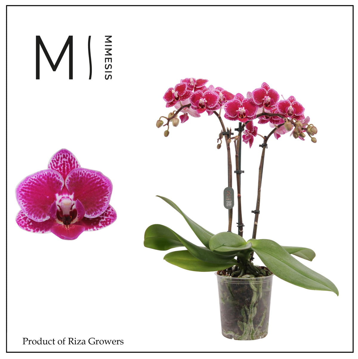 Phalaenopsis mf. Hornglin Vicky 35cm 9cm Pot