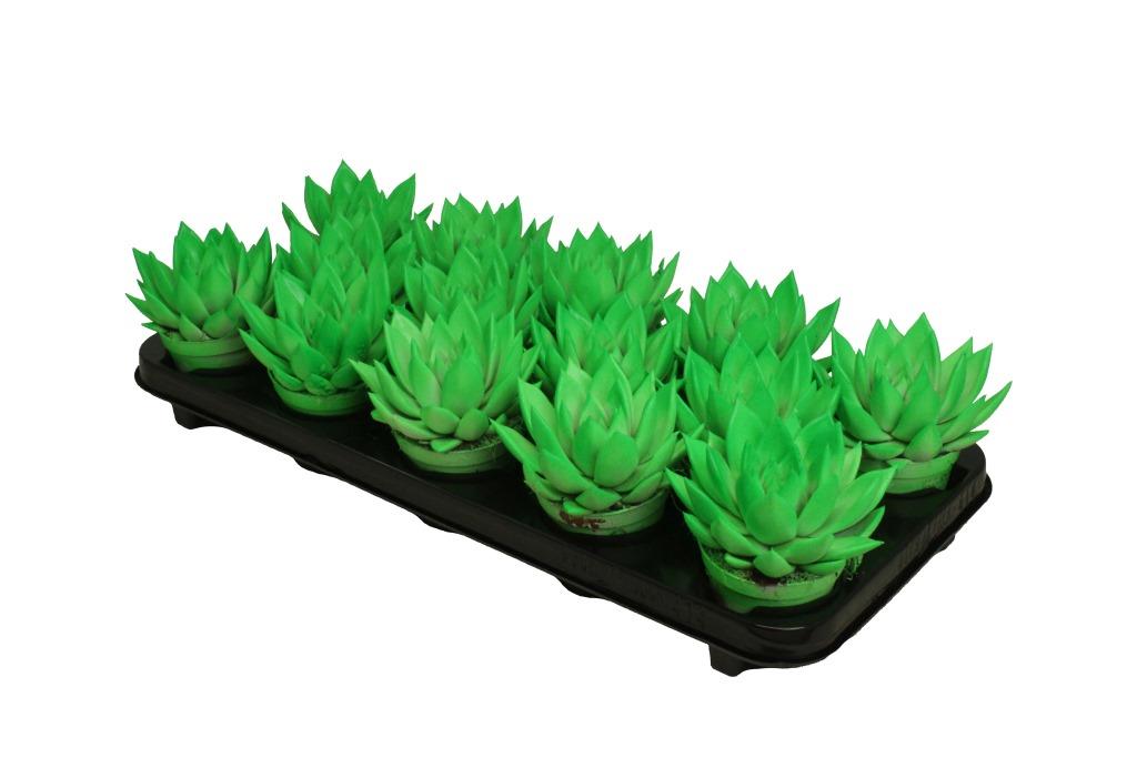 Echeveria colored green 11cm 8.5cm Pot