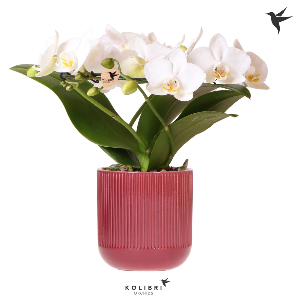 Phalaenopsis multiflora white 30cm 9cm Pot