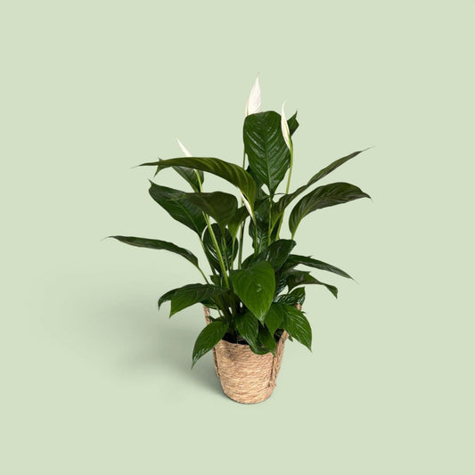Spathiphyllum Vivaldi 75cm 17cm Pot