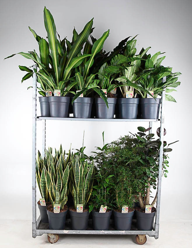Foliage houseplants mix 100cm 24cm Pot