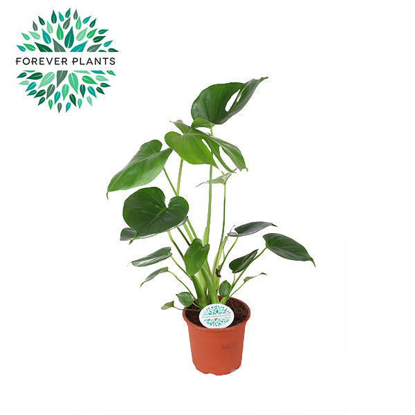 Monstera deliciosa 50cm 14cm Pot
