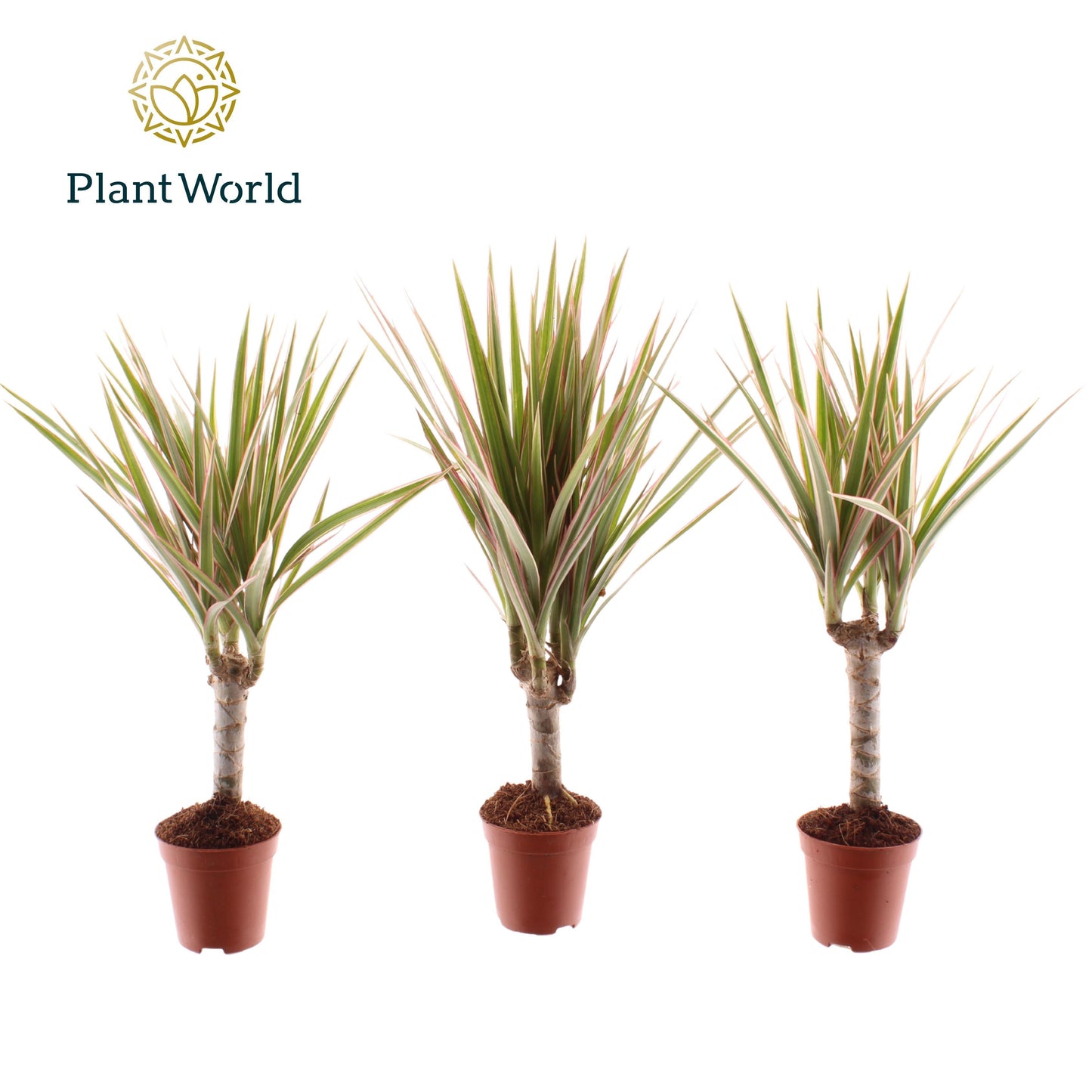 Dracaena Bicolor Tiny Tummy 30cm 505cm Pot