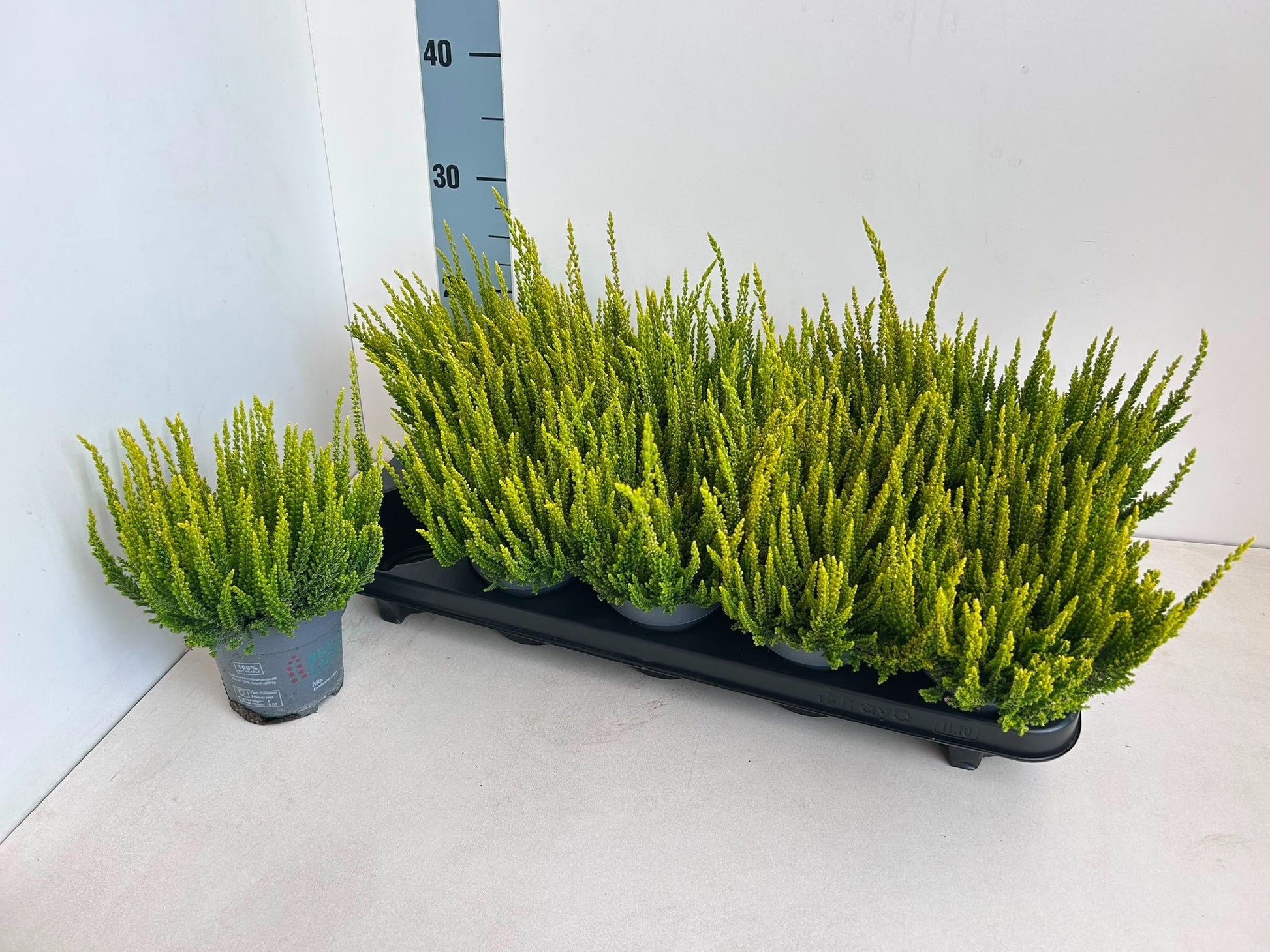 Calluna Beauty Ladies yellow 25cm 10.5cm Pot