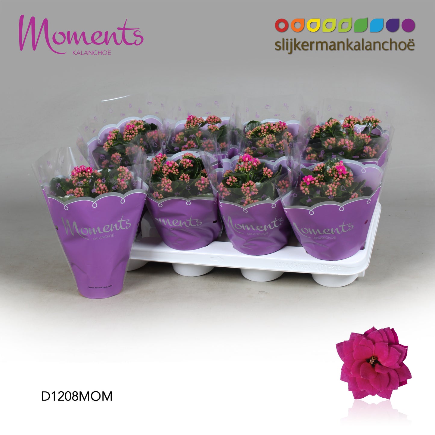 Kalanchoe Shadow Purple 24cm 12cm Pot