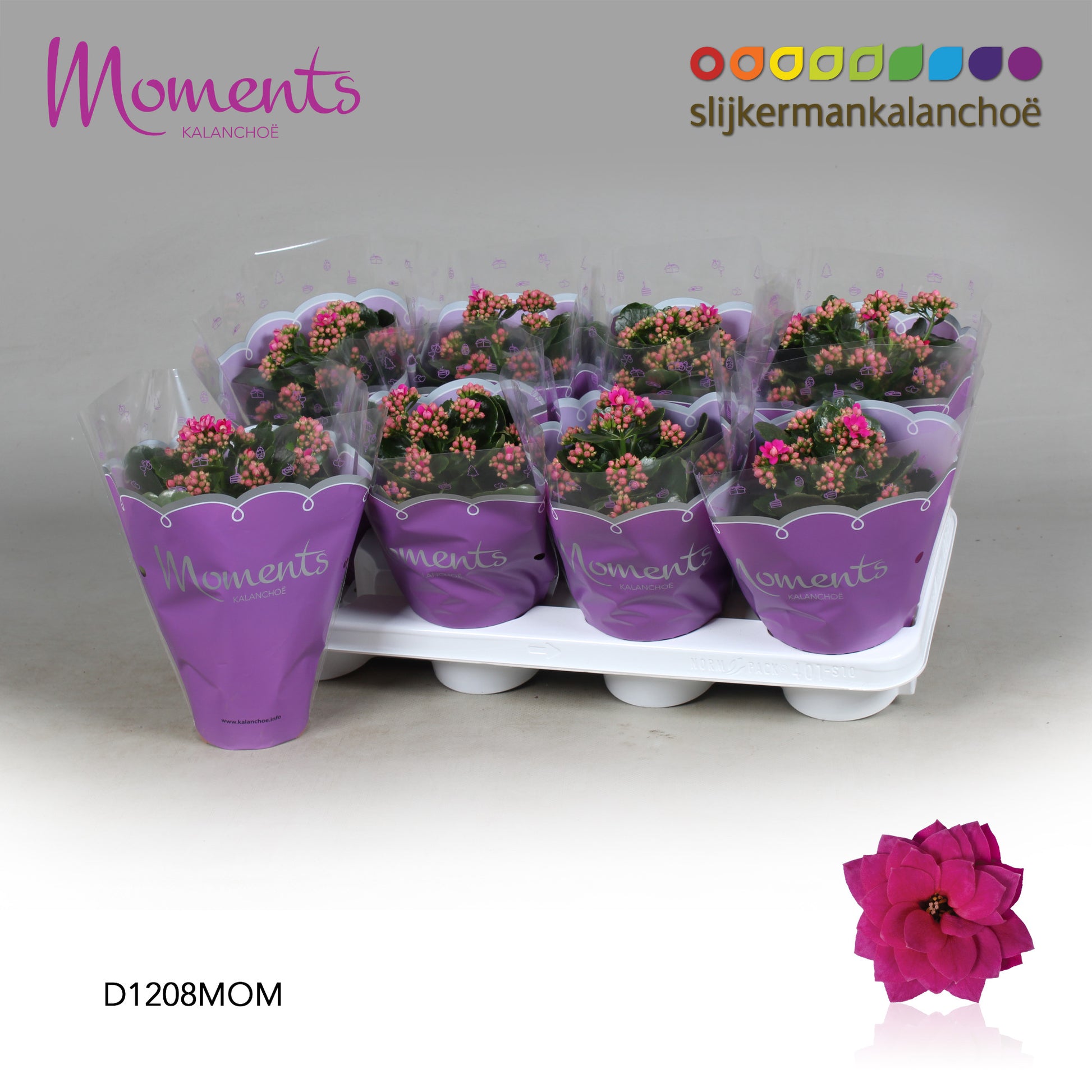 Kalanchoe Shadow Purple 24cm 12cm Pot