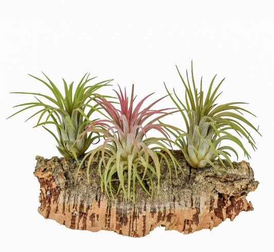 tillandsia-kurkhout-12cm-12cm-pot