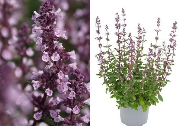 Nepeta faassenii 35cm 17cm Pot